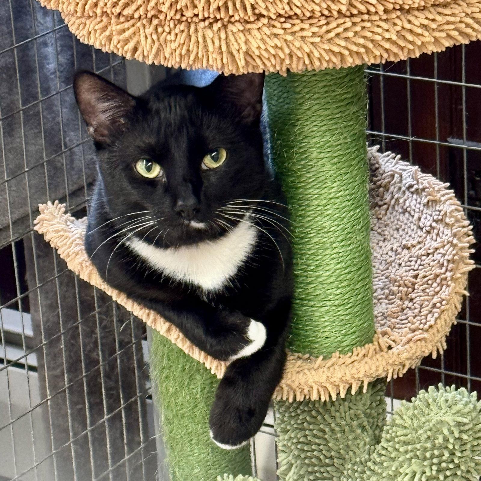 Enlarge Cupcake, a Adoptable mixed breed in Winchendon, MA image 3/3