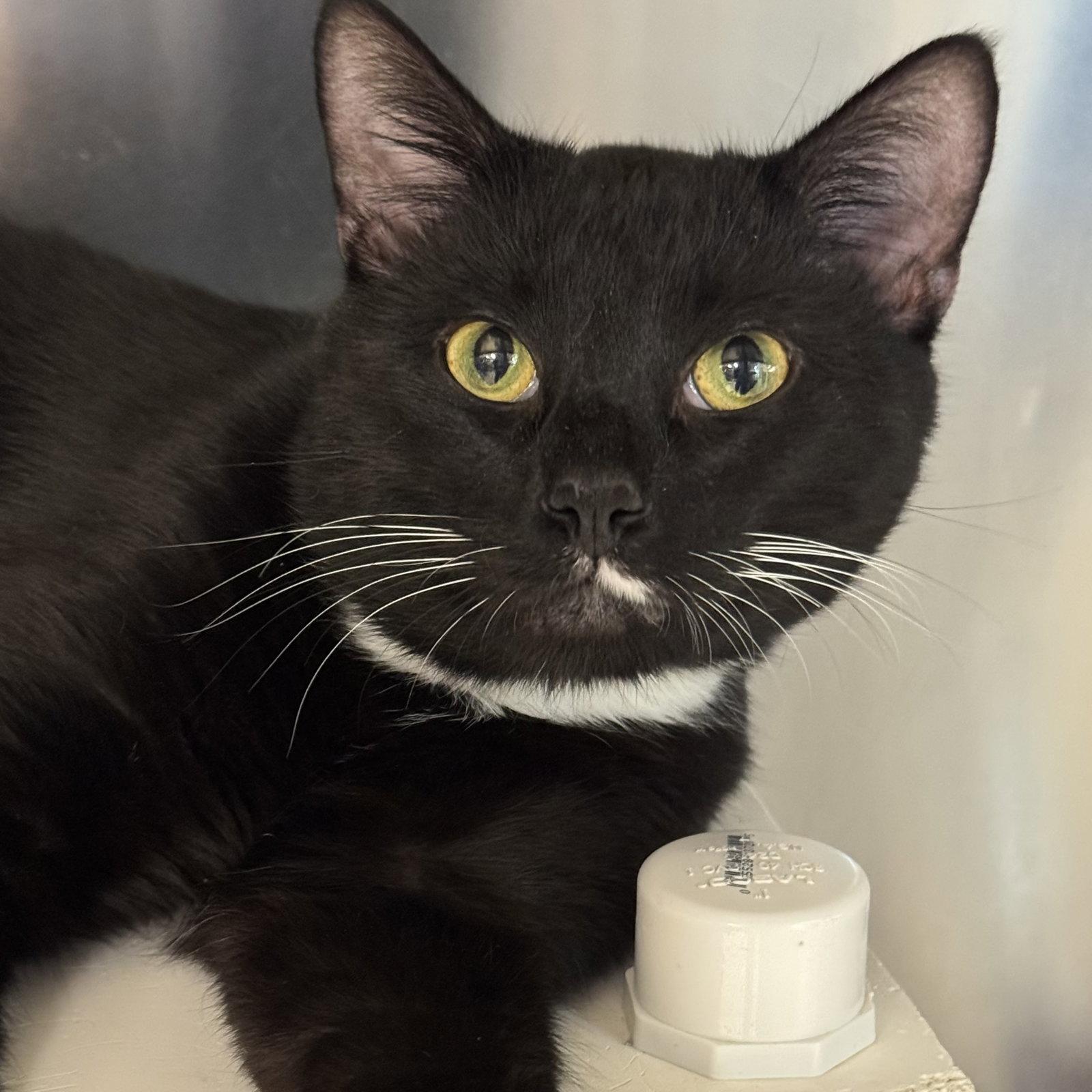 Cupcake, a Adoptable mixed breed in Winchendon, MA image 3/3