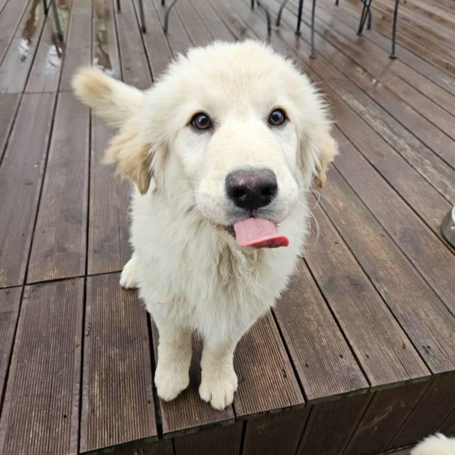 Enlarge HAN(Hansel), a Adopted Golden Retriever in Stone Mountain, GA image 5/6