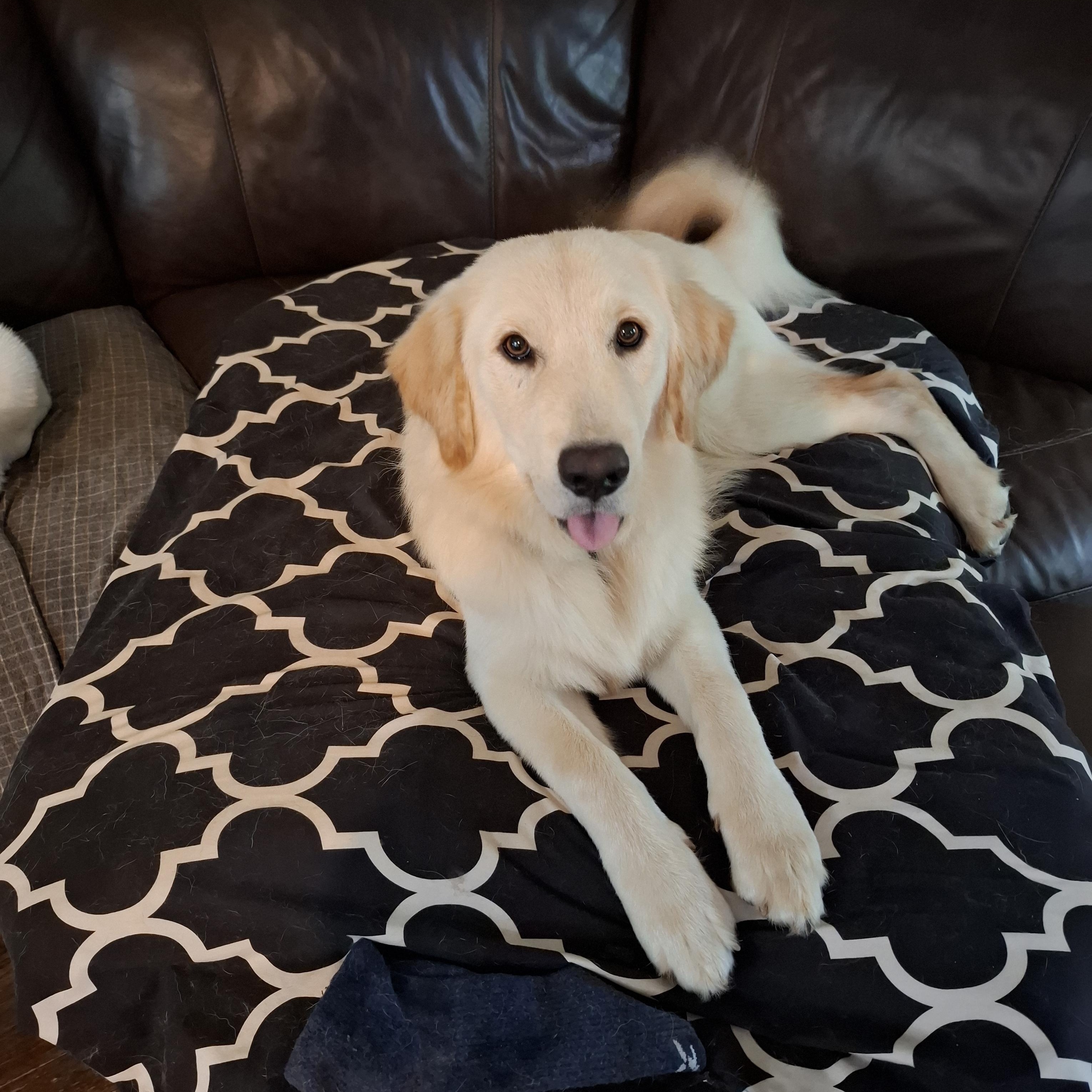Enlarge HAN(Hansel), a Adopted Golden Retriever in Stone Mountain, GA image 2/6