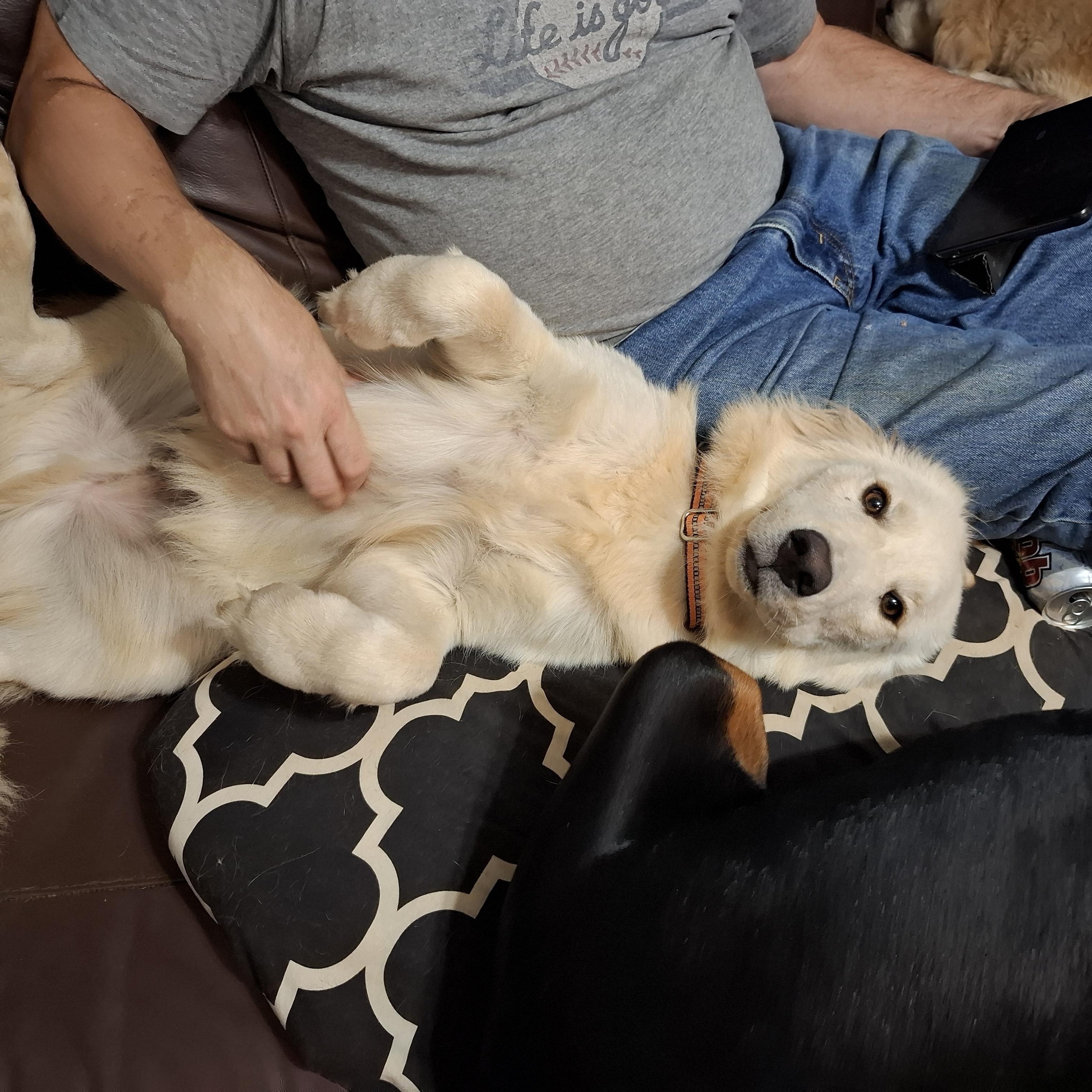 Enlarge HAN(Hansel), a Adopted Golden Retriever in Stone Mountain, GA image 3/6