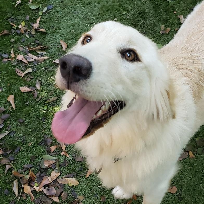 Enlarge HAN(Hansel), a Adopted Golden Retriever in Stone Mountain, GA image 1/6