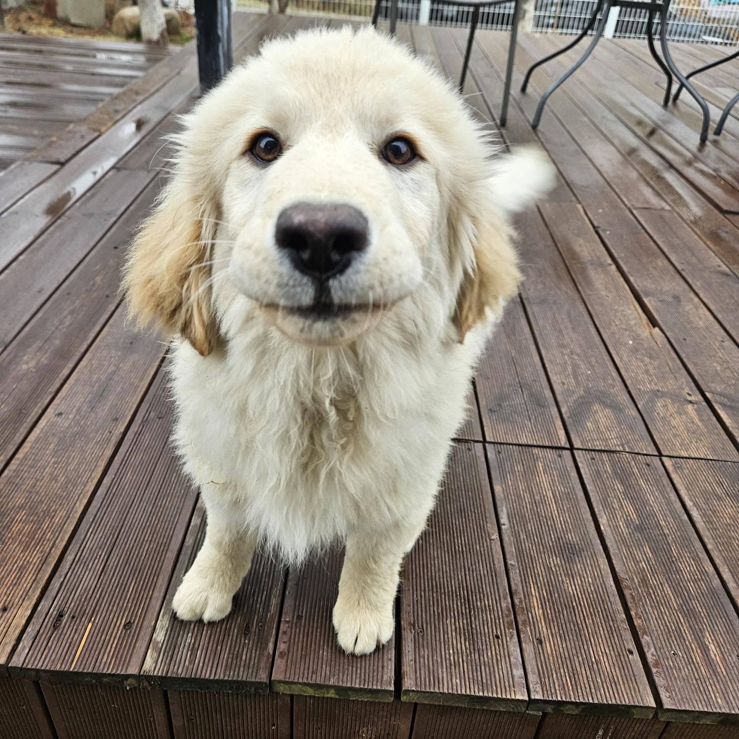 Enlarge HAN(Hansel), a Adopted Golden Retriever in Stone Mountain, GA image 6/6