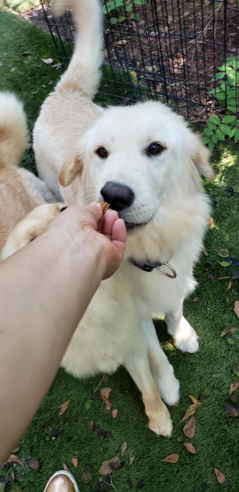 Enlarge HAN(Hansel), a Adopted Golden Retriever in Stone Mountain, GA image 4/6
