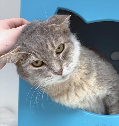 Biggi Small (in foster)