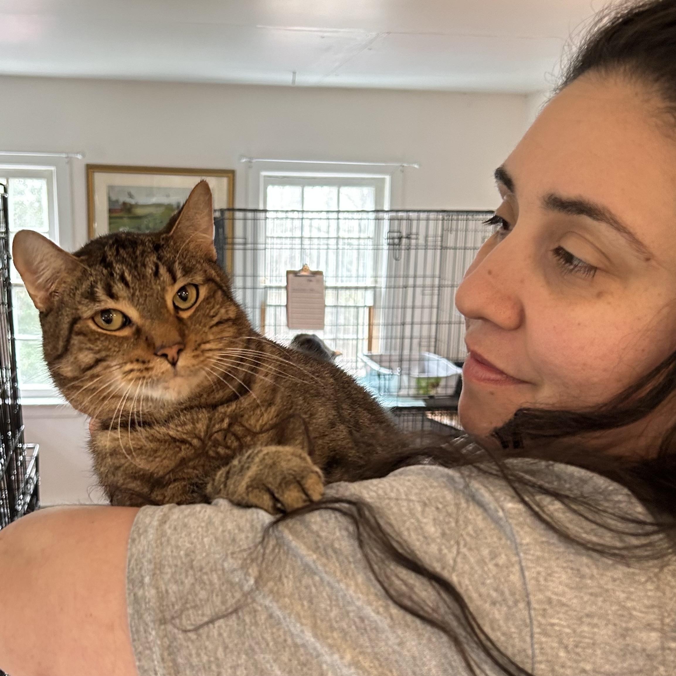 Columbus, Young Male Domestic Short Hair