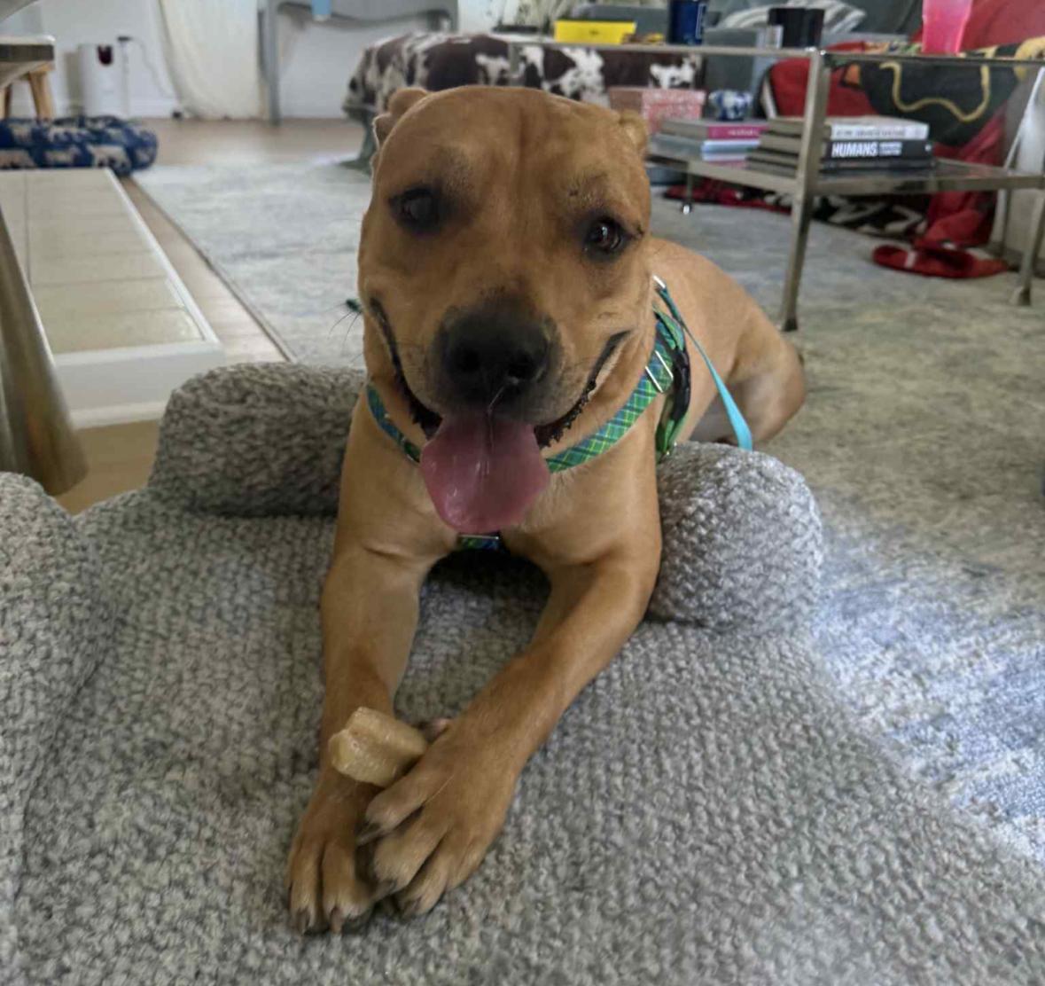 Enlarge SOS! Mateo - The Meatball SOS!, a Adoptable mixed breed in Detroit, MI image 1/6