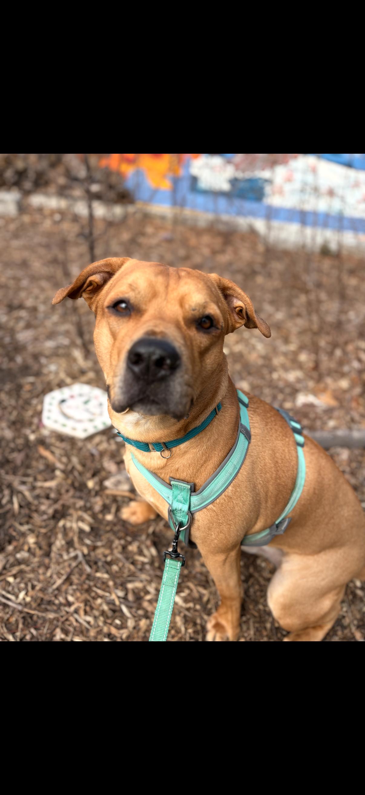 Enlarge SOS! Mateo - The Meatball SOS!, a Adoptable mixed breed in Detroit, MI image 4/6