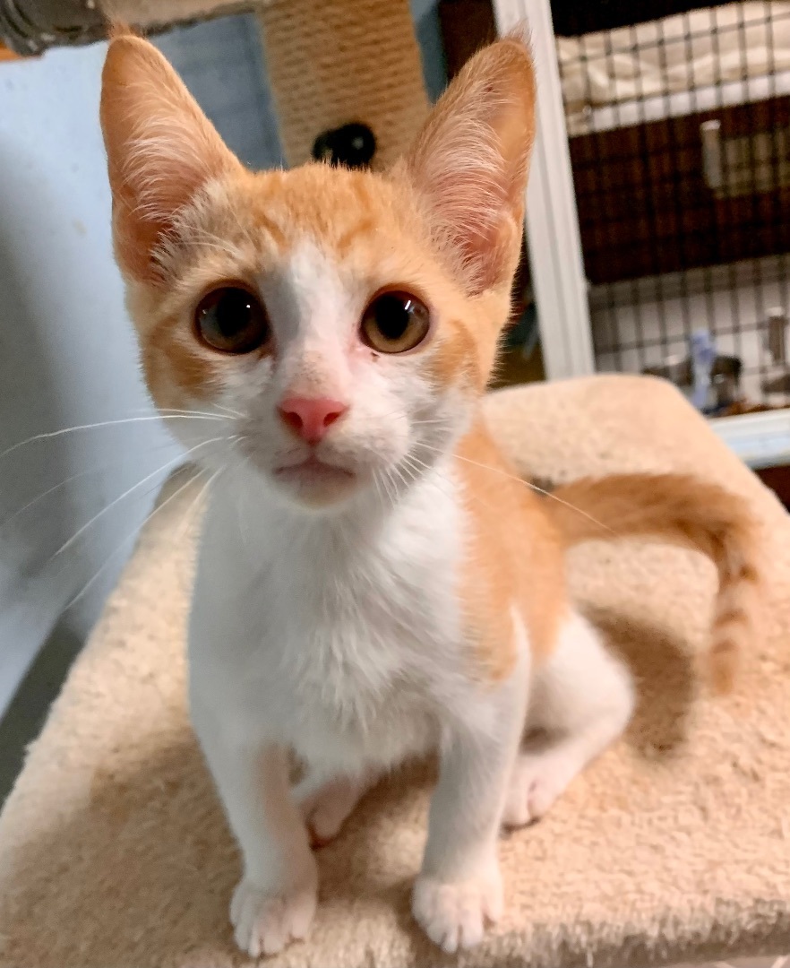 Peanut, Adopted, Kitten Male Tabby & Domestic Short Hair.