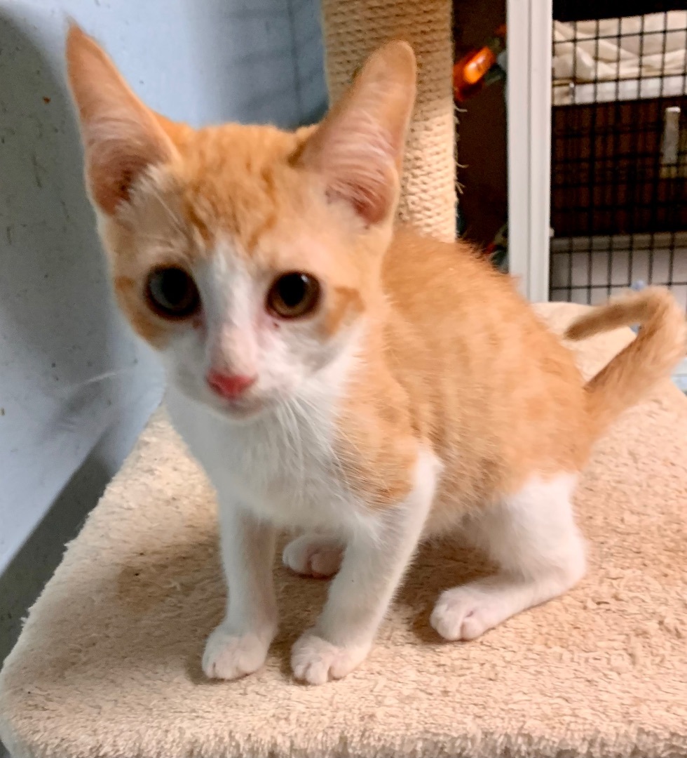 Enlarge Peanut, a Adopted mixed breed in Langley, WA image 3/4
