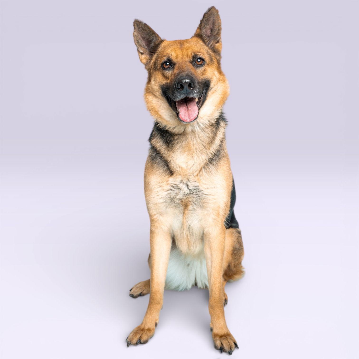 Luna, Adoptable, Young Female German Shepherd Dog.