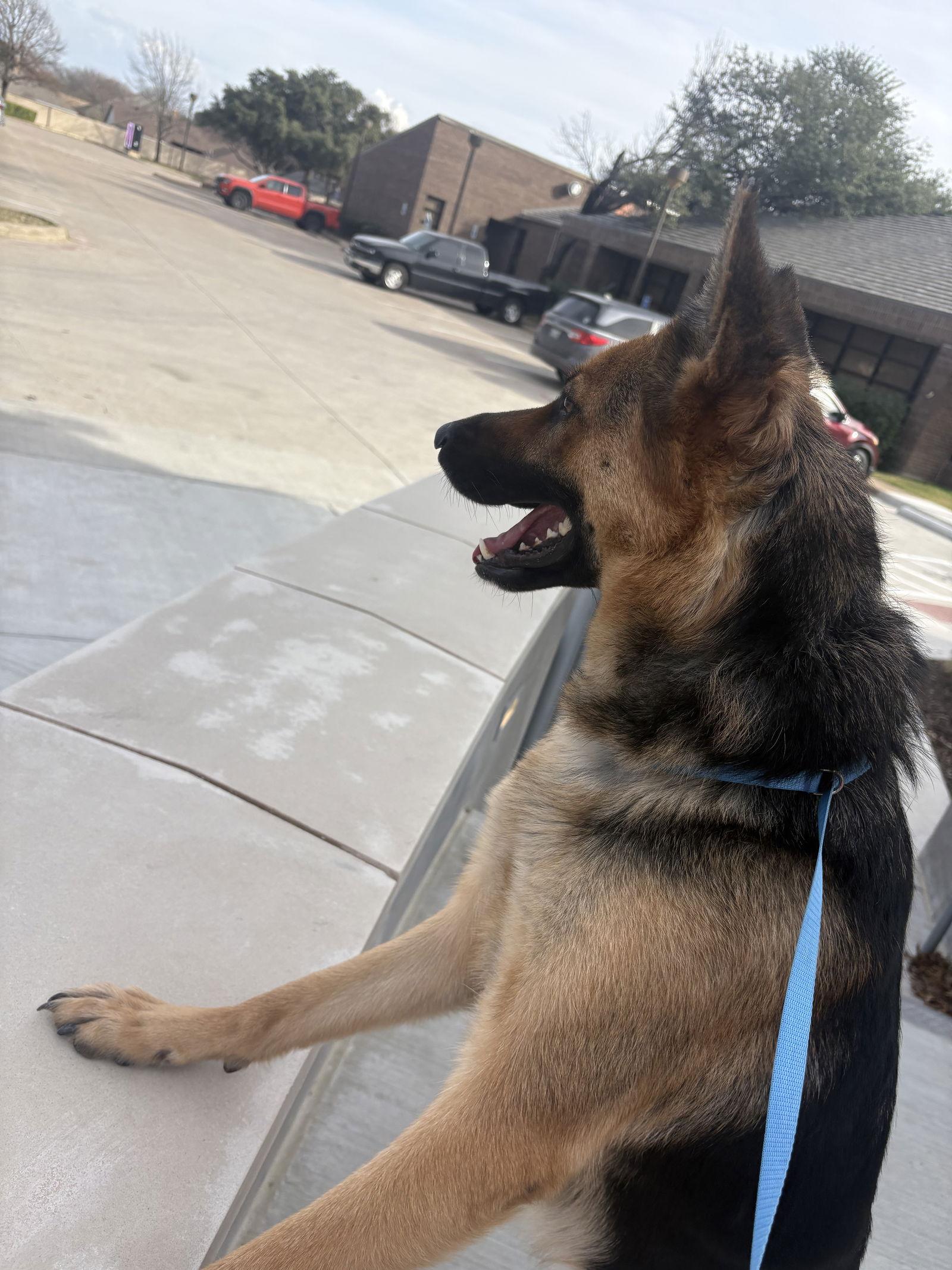Luna, Adoptable, Young Female German Shepherd Dog.