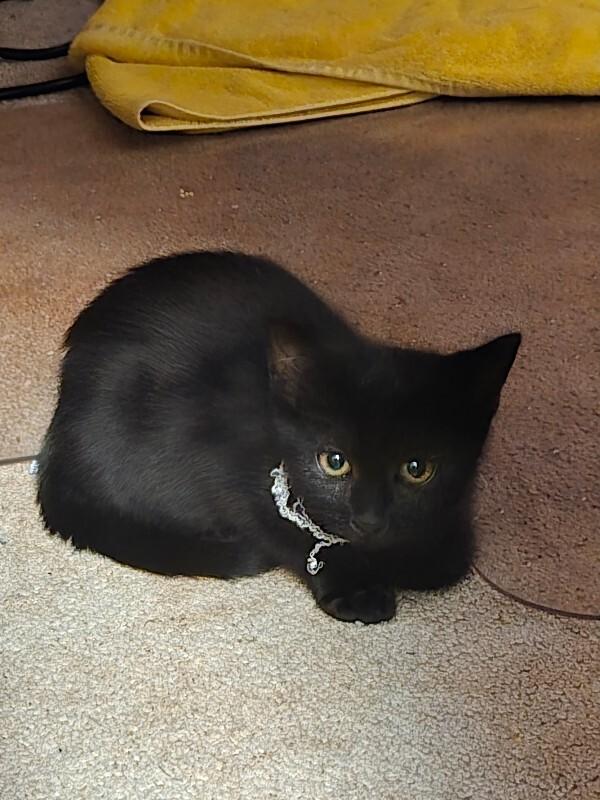 Enlarge Goblin, a Adoptable Domestic Short Hair in Fort Collins, CO image 1/1