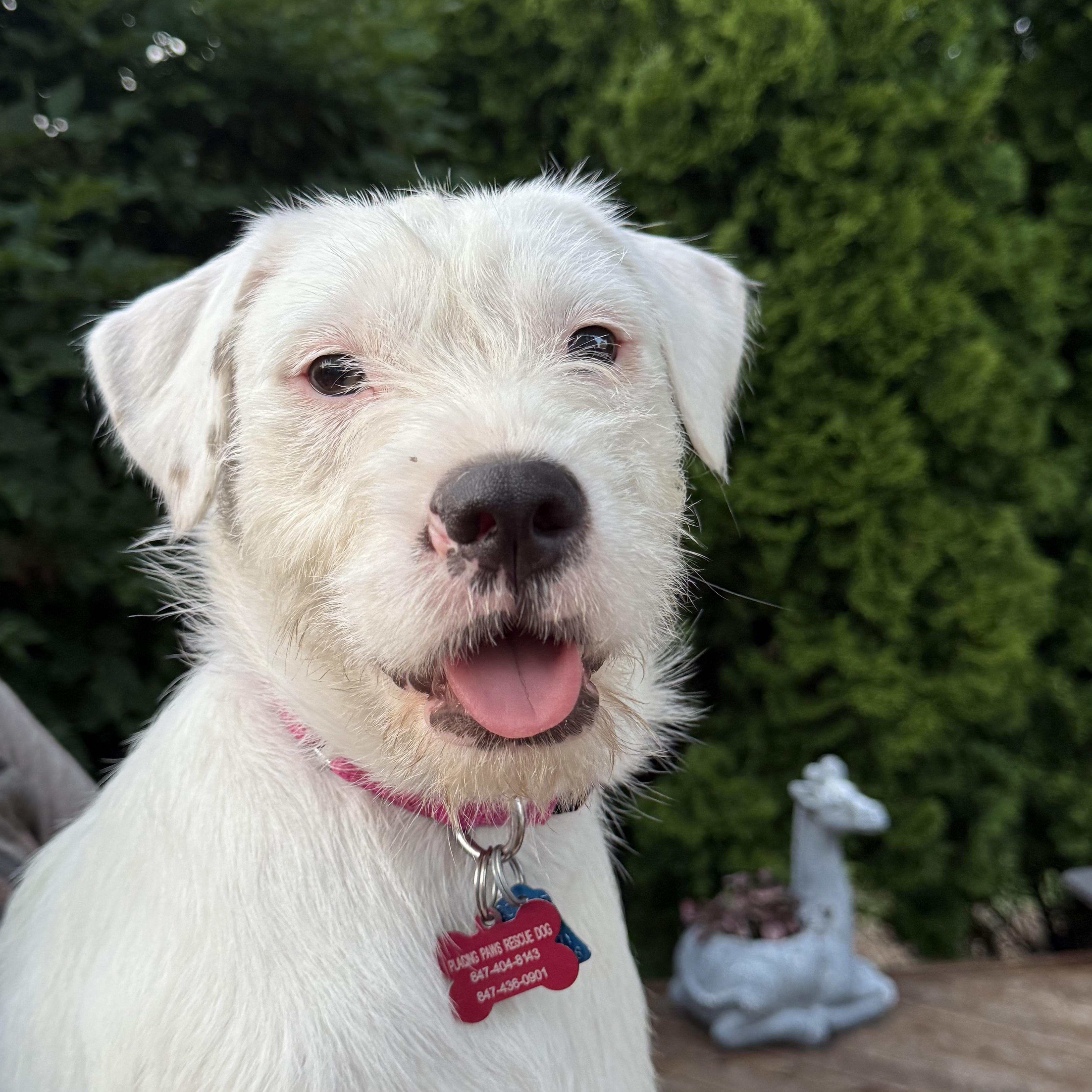 Opal, Baby Female Terrier