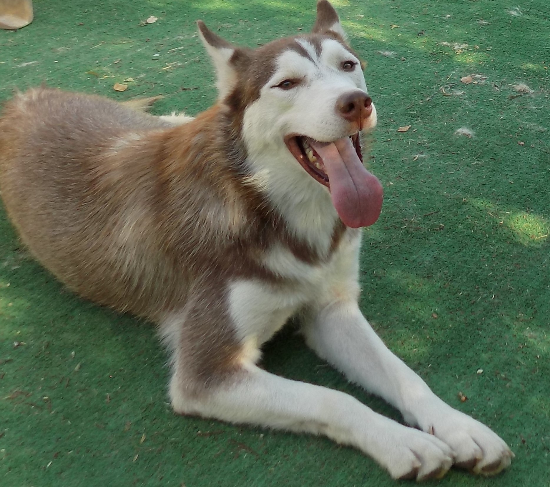  SCOUT-, Adoptable, Young Male Siberian Husky.