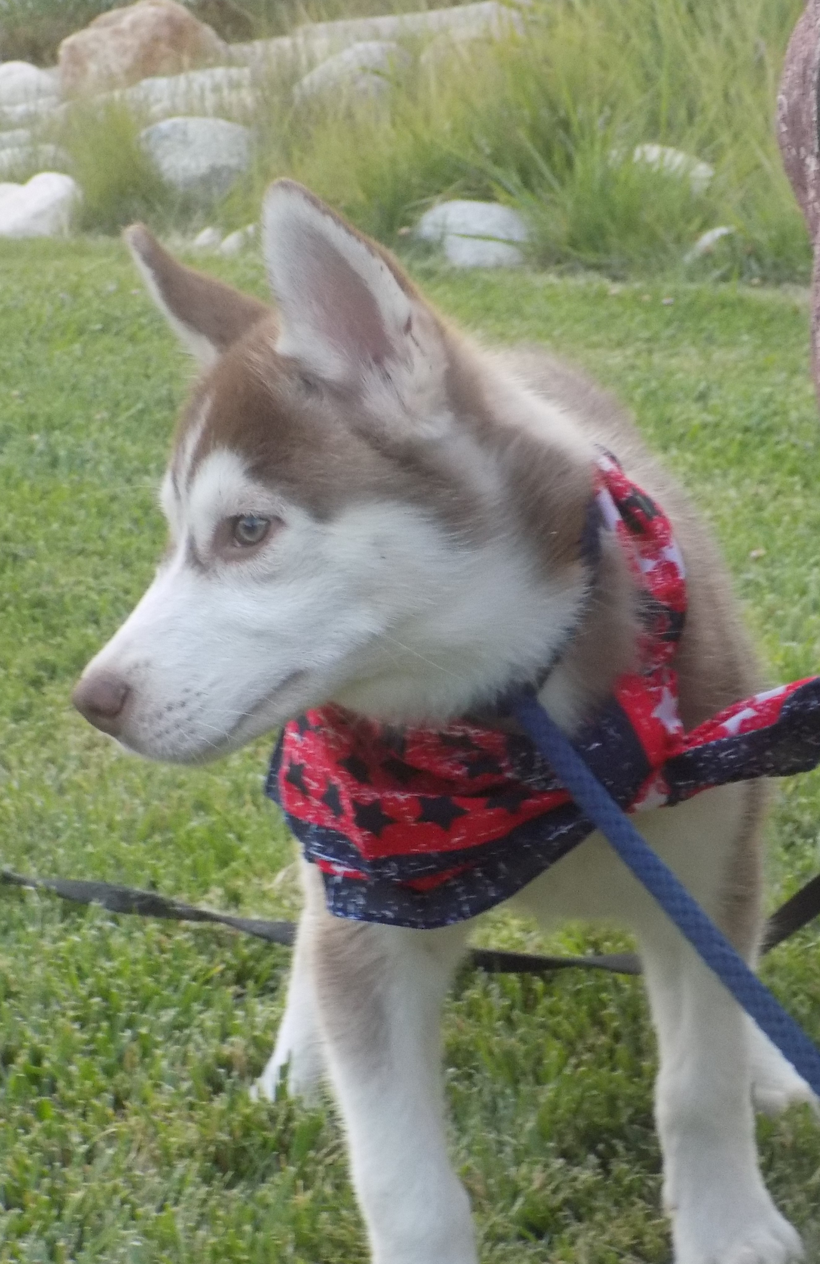 SCOUT-, a Adoptable Siberian Husky in Valencia, CA image 2/5