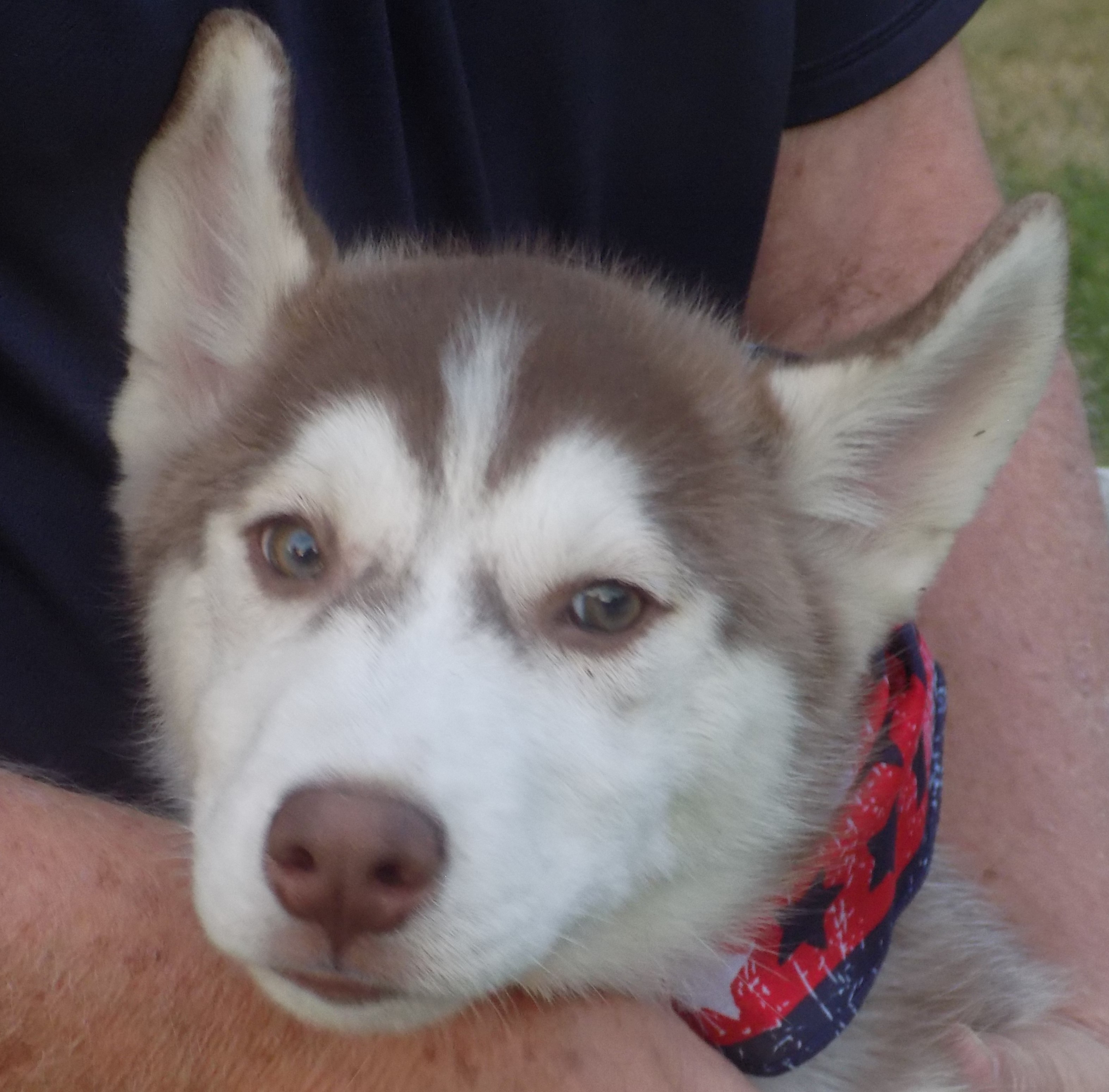 SCOUT-, a Adoptable Siberian Husky in Valencia, CA image 3/5