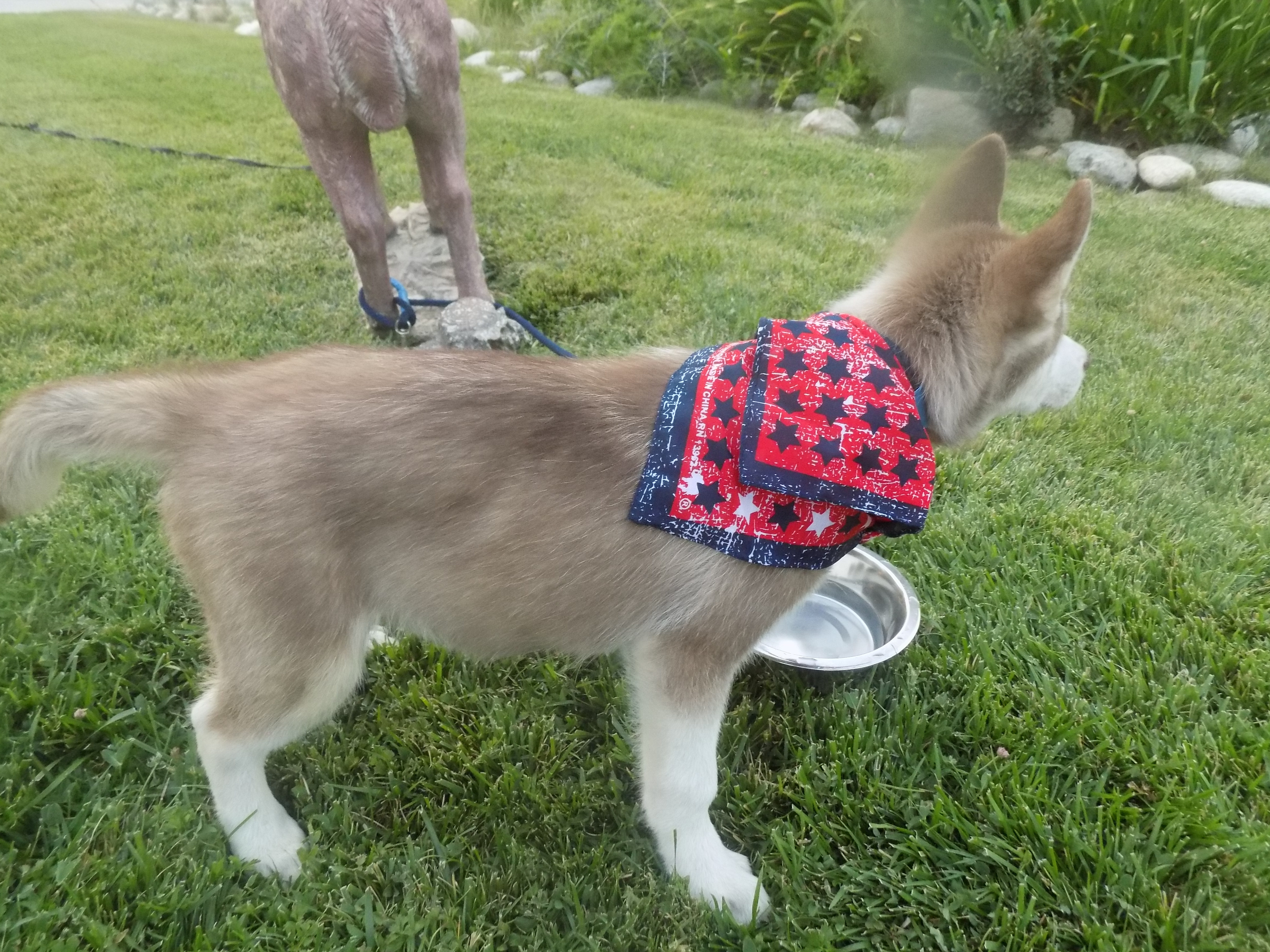 SCOUT-, a Adoptable Siberian Husky in Valencia, CA image 4/5