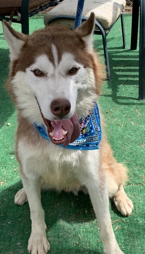 SCOUT-, a Adoptable Siberian Husky in Valencia, CA image 5/5