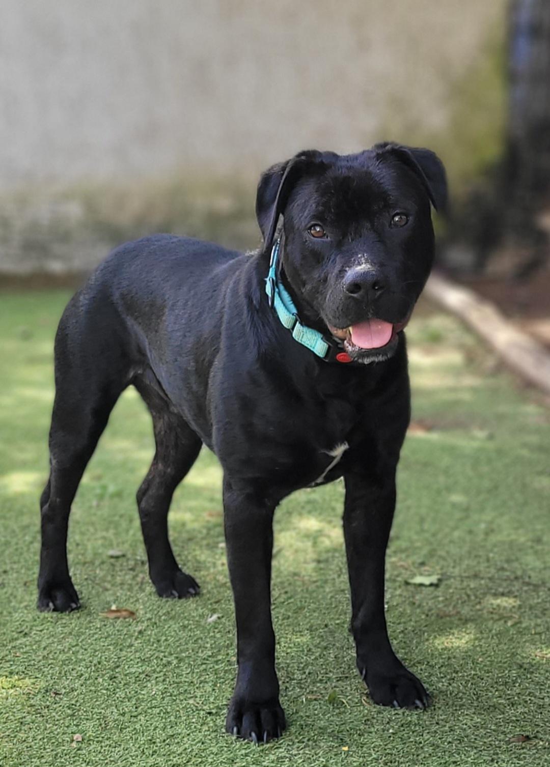 Benji, a Adoptable mixed breed in Yonkers, NY image 1/4
