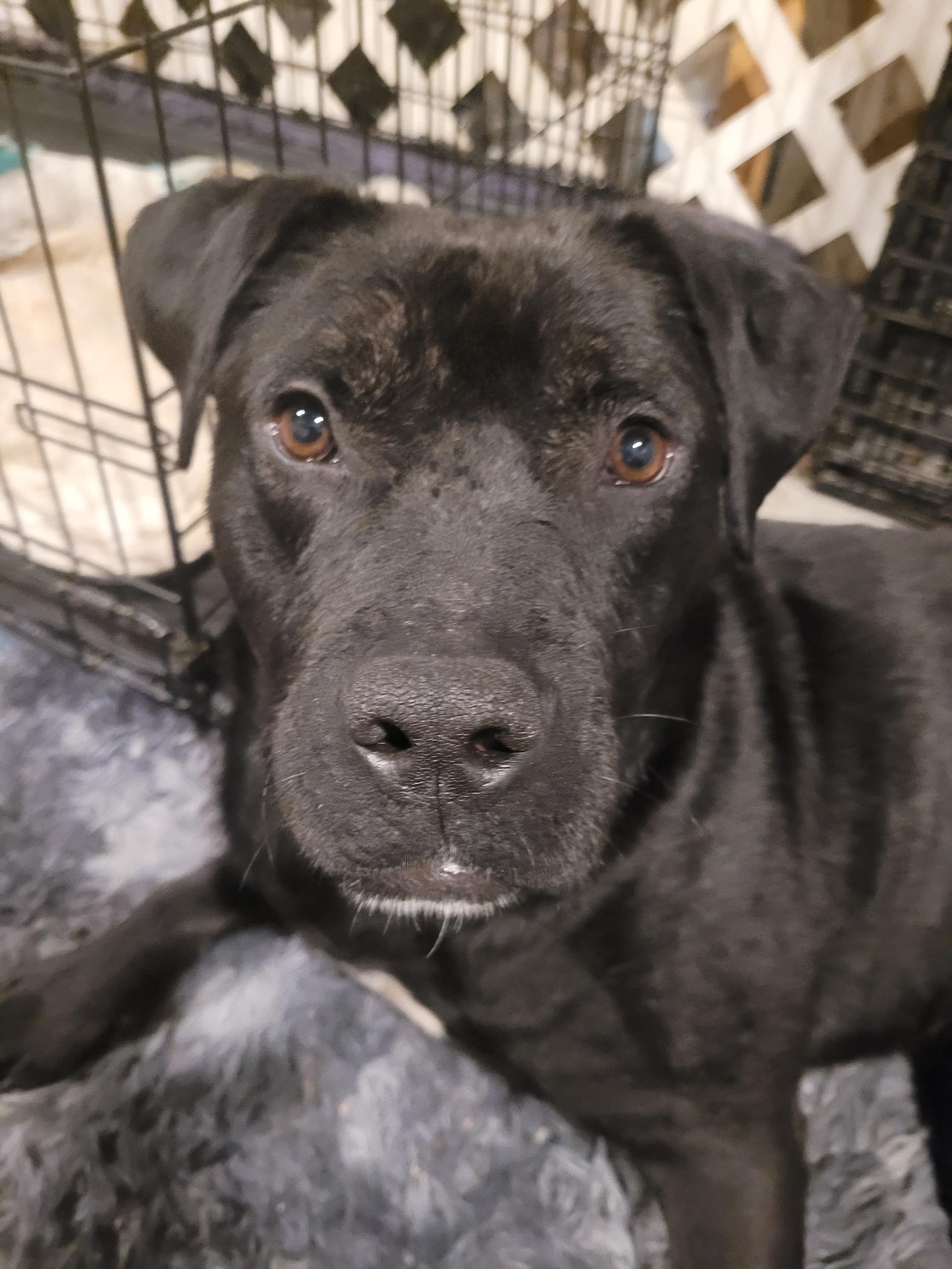 Benji, a Adoptable mixed breed in Yonkers, NY image 3/4