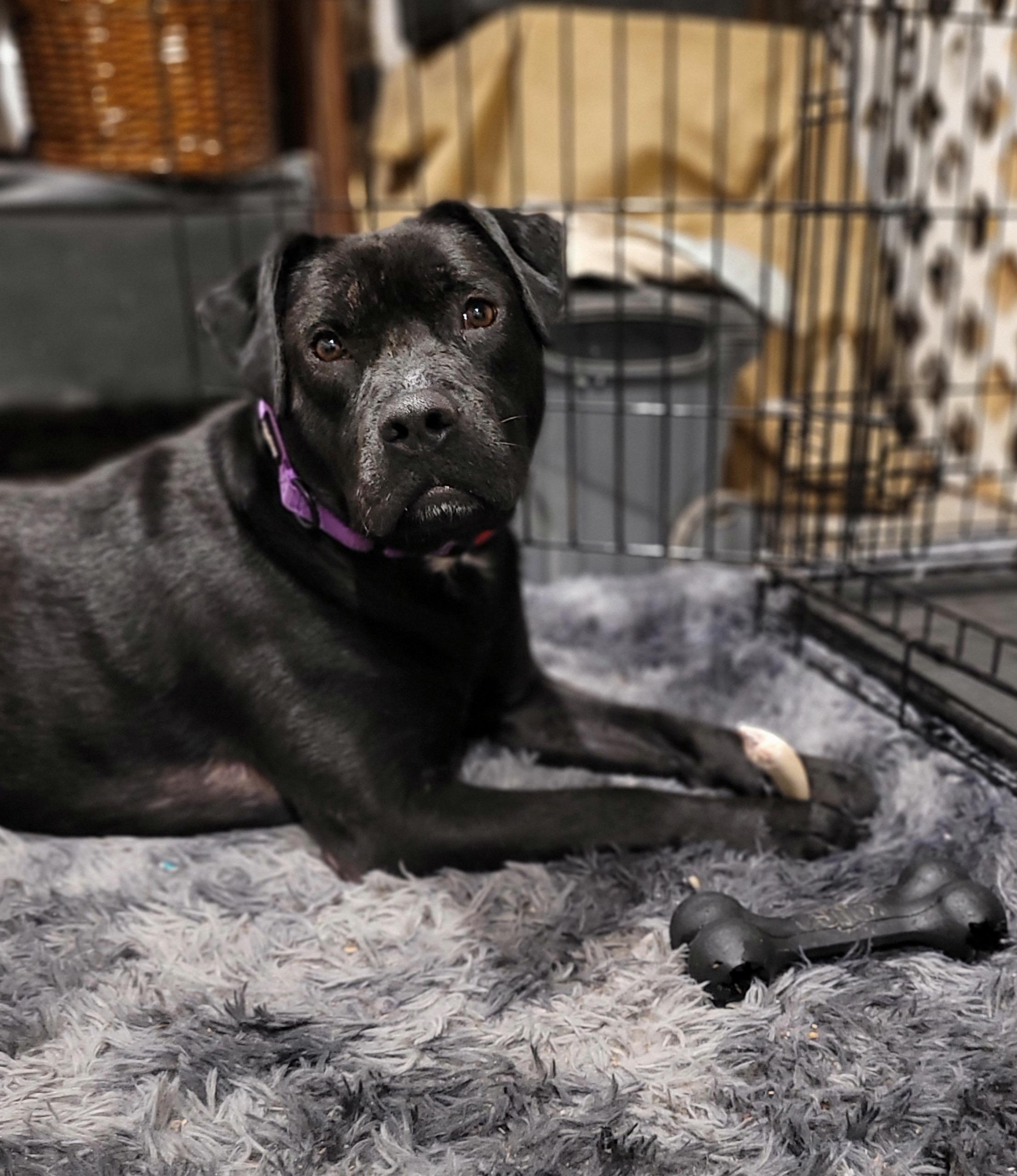 Benji, a Adoptable mixed breed in Yonkers, NY image 2/4