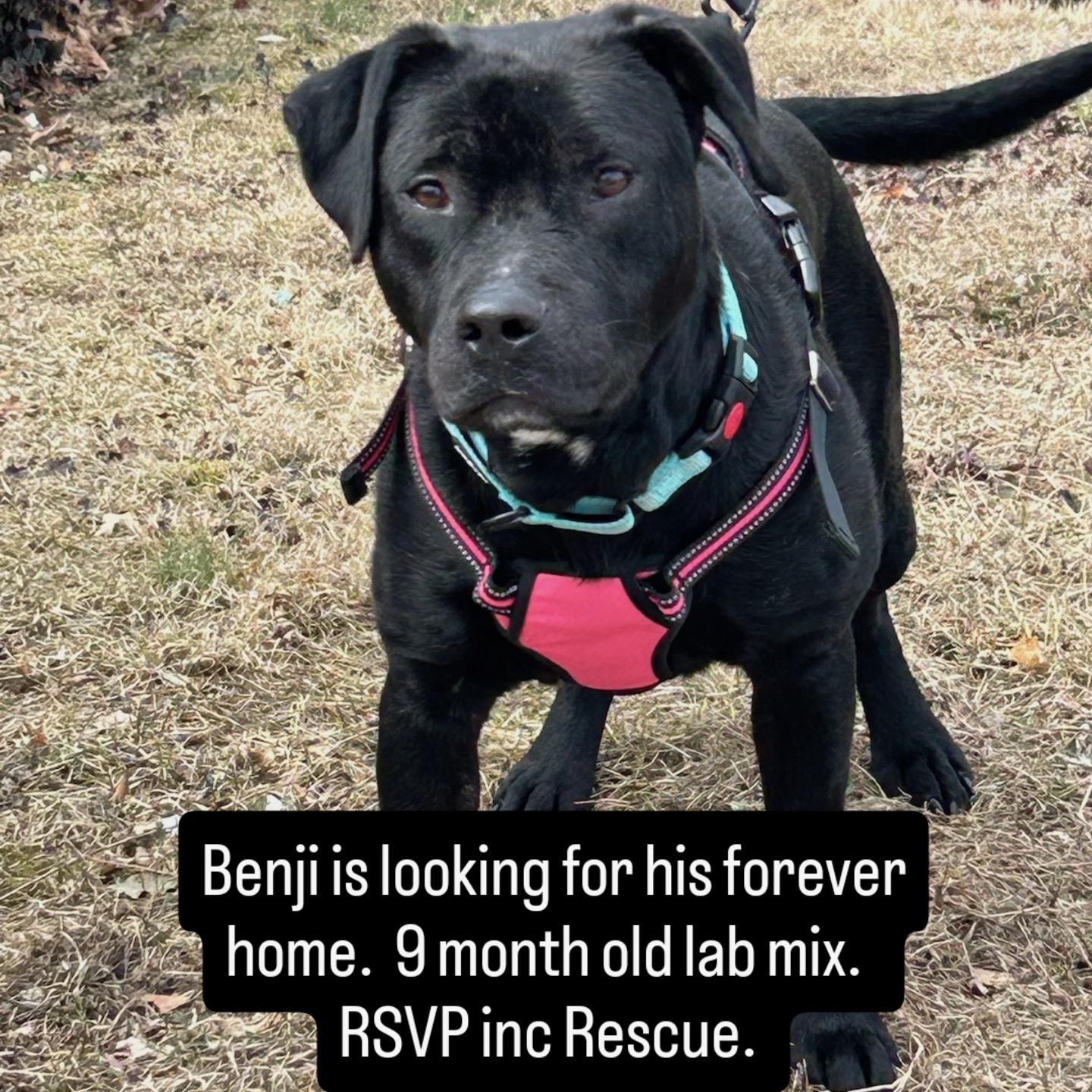 Benji, a Adoptable mixed breed in Yonkers, NY image 4/4