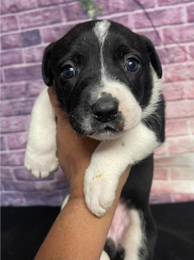 Joan, Adoptable, Puppy Female American Bulldog.
