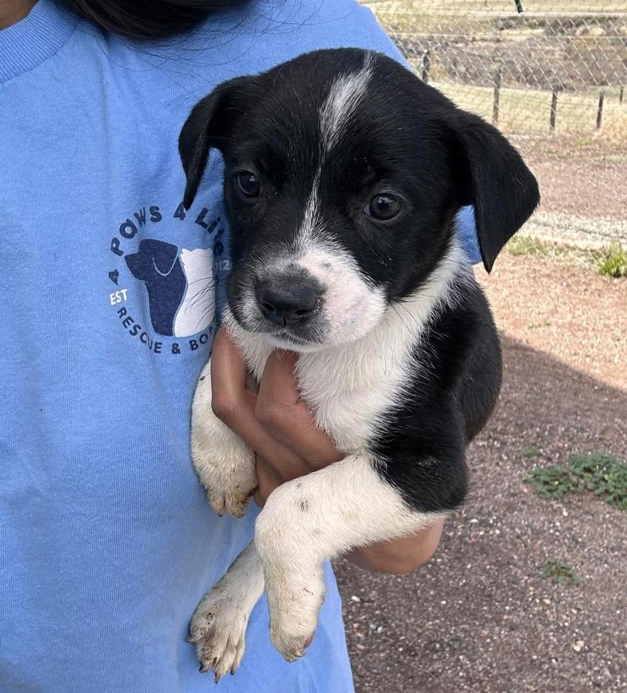 Enlarge Joan, a Adoptable mixed breed in Sedalia, CO image 2/2