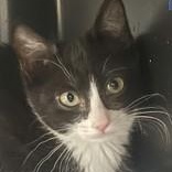 Bonnie, adopted, Kitten Female Domestic Short Hair.