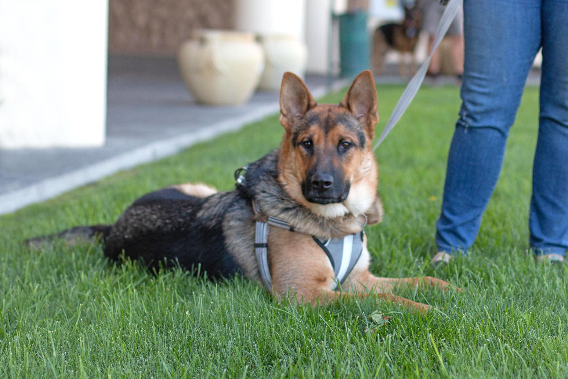 Enlarge D'Arce, a Adoptable mixed breed in West Richland, WA image 1/6
