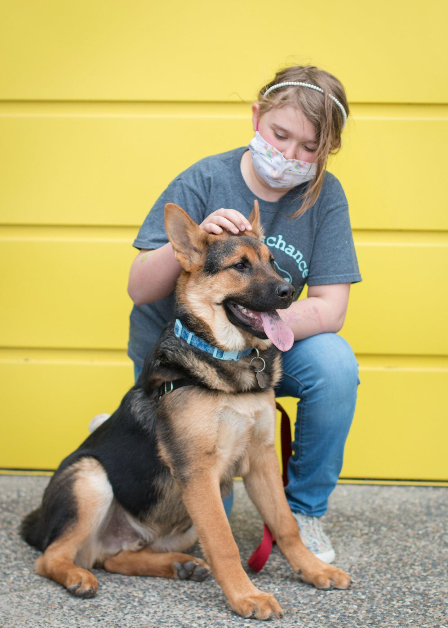 D'Arce, Adoptable, Adult Male German Shepherd Dog & Chow Chow.