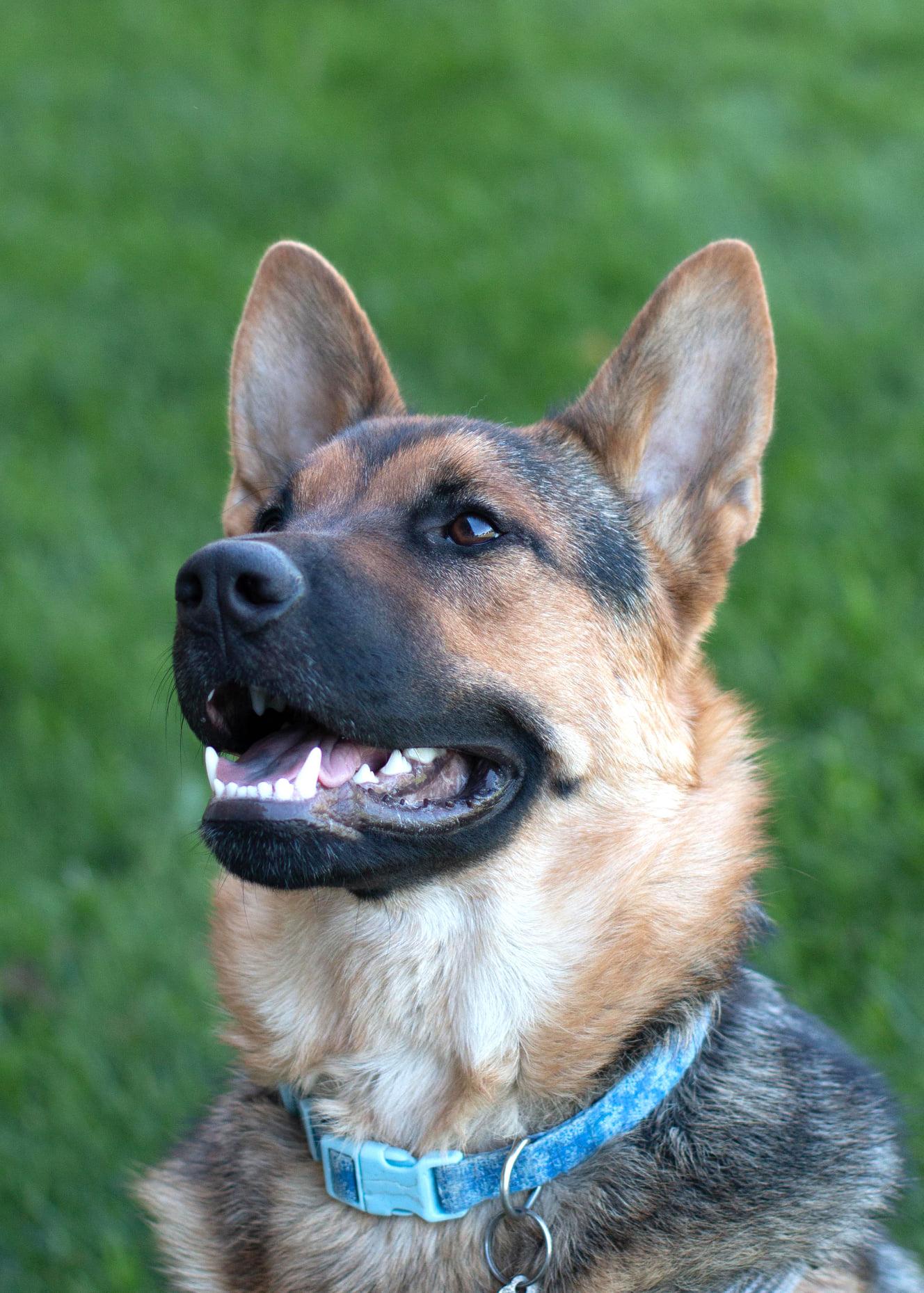 Enlarge D'Arce, a Adoptable mixed breed in West Richland, WA image 4/6