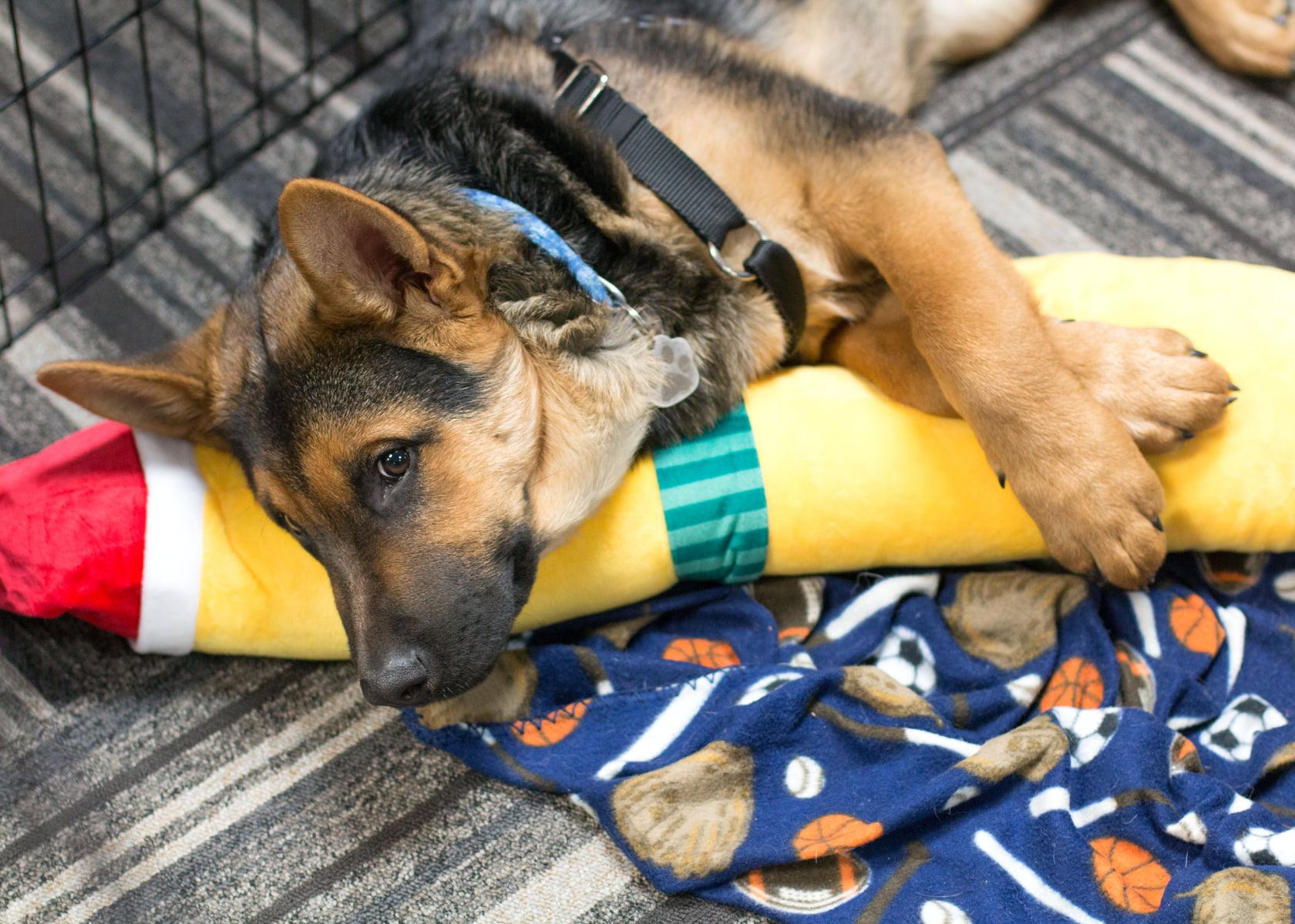 Enlarge D'Arce, a Adoptable mixed breed in West Richland, WA image 6/6
