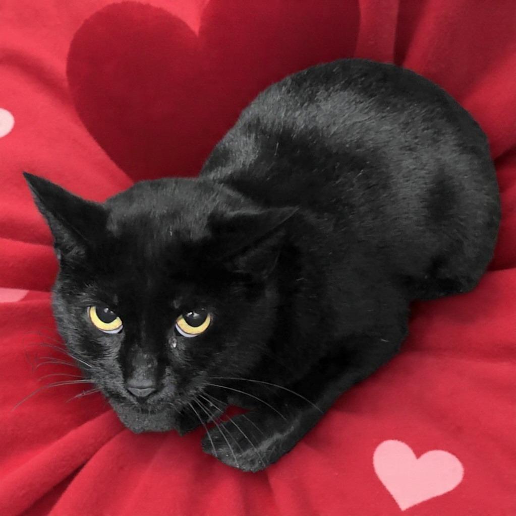 Binx, Adoptable, Adult Female Domestic Short Hair.