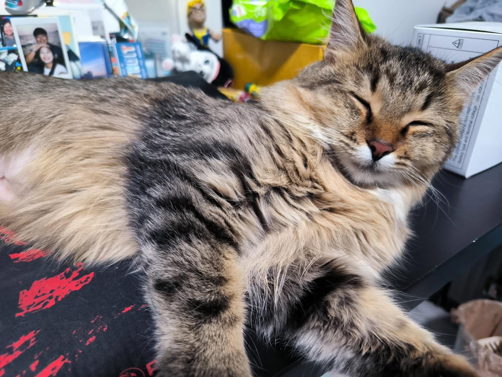Bricia     (SPICY-Golden Maine Coon X)