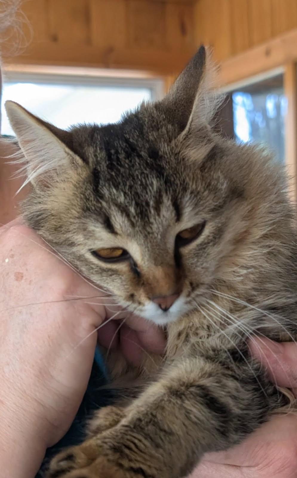 Bricia     (SPICY-Golden Maine Coon X)