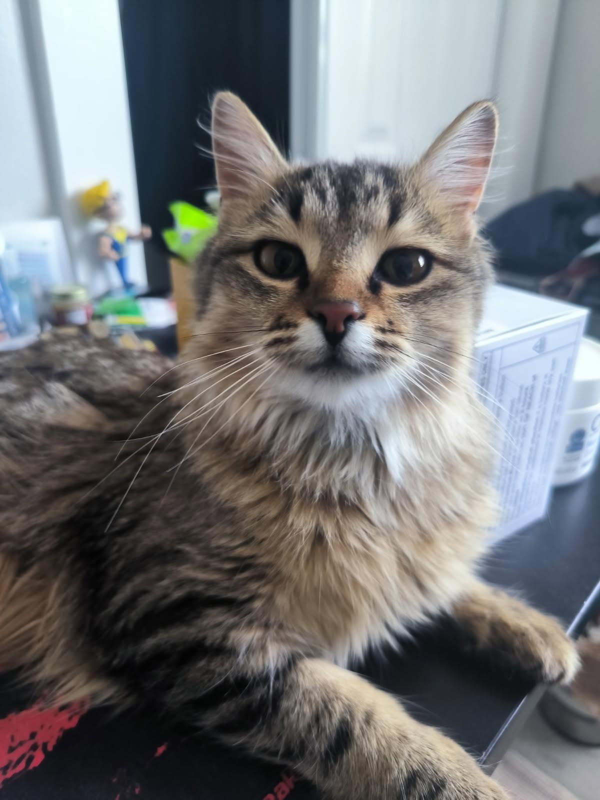 Bricia     (SPICY-Golden Maine Coon X)
