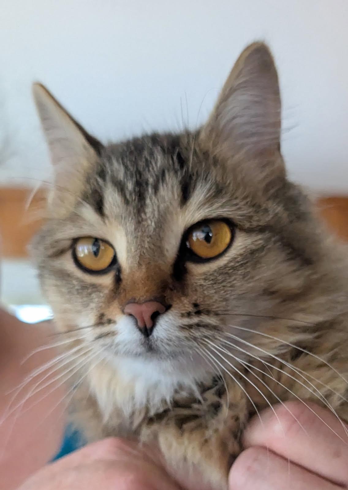 Bricia     (SPICY-Golden Maine Coon X)