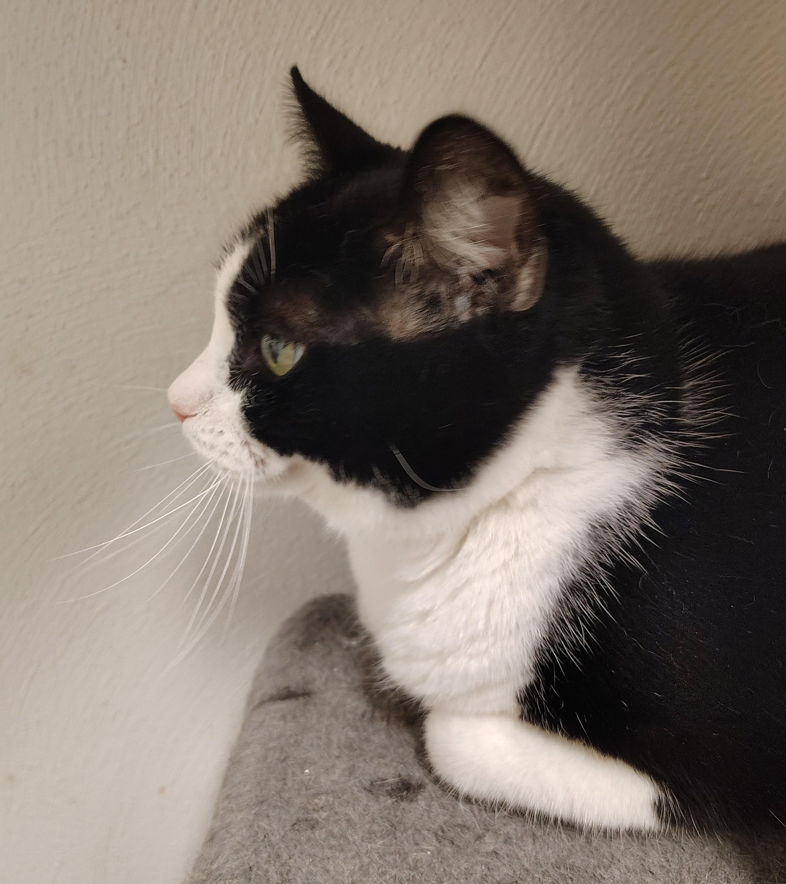 Magdalyn, Adoptable, Adult Female Domestic Short Hair.