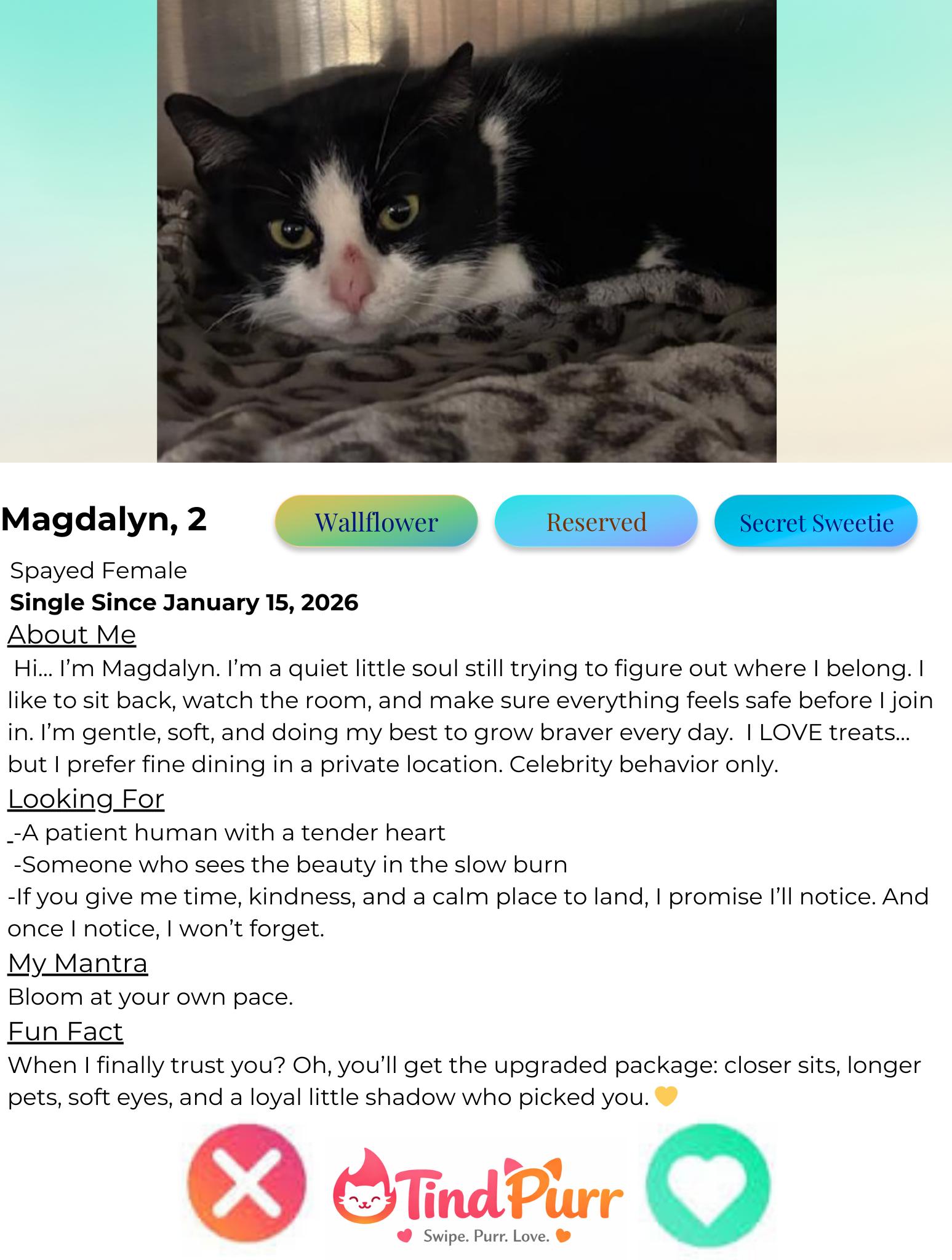 Magdalyn, a ADOPTABLE Domestic Short Hair in Indiana, PA image 2/2