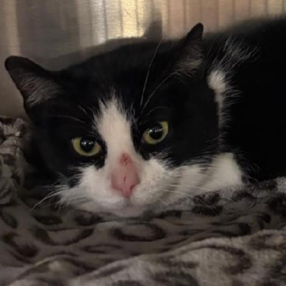 Magdalyn, ADOPTABLE, Adult Female Domestic Short Hair.