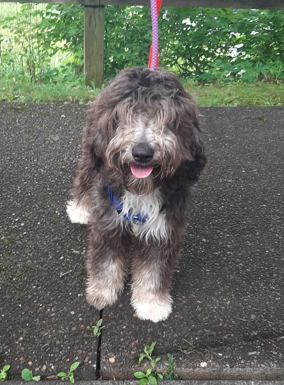 Enlarge Chester, an adopted mixed breed in Falls Church, VA image 1/2