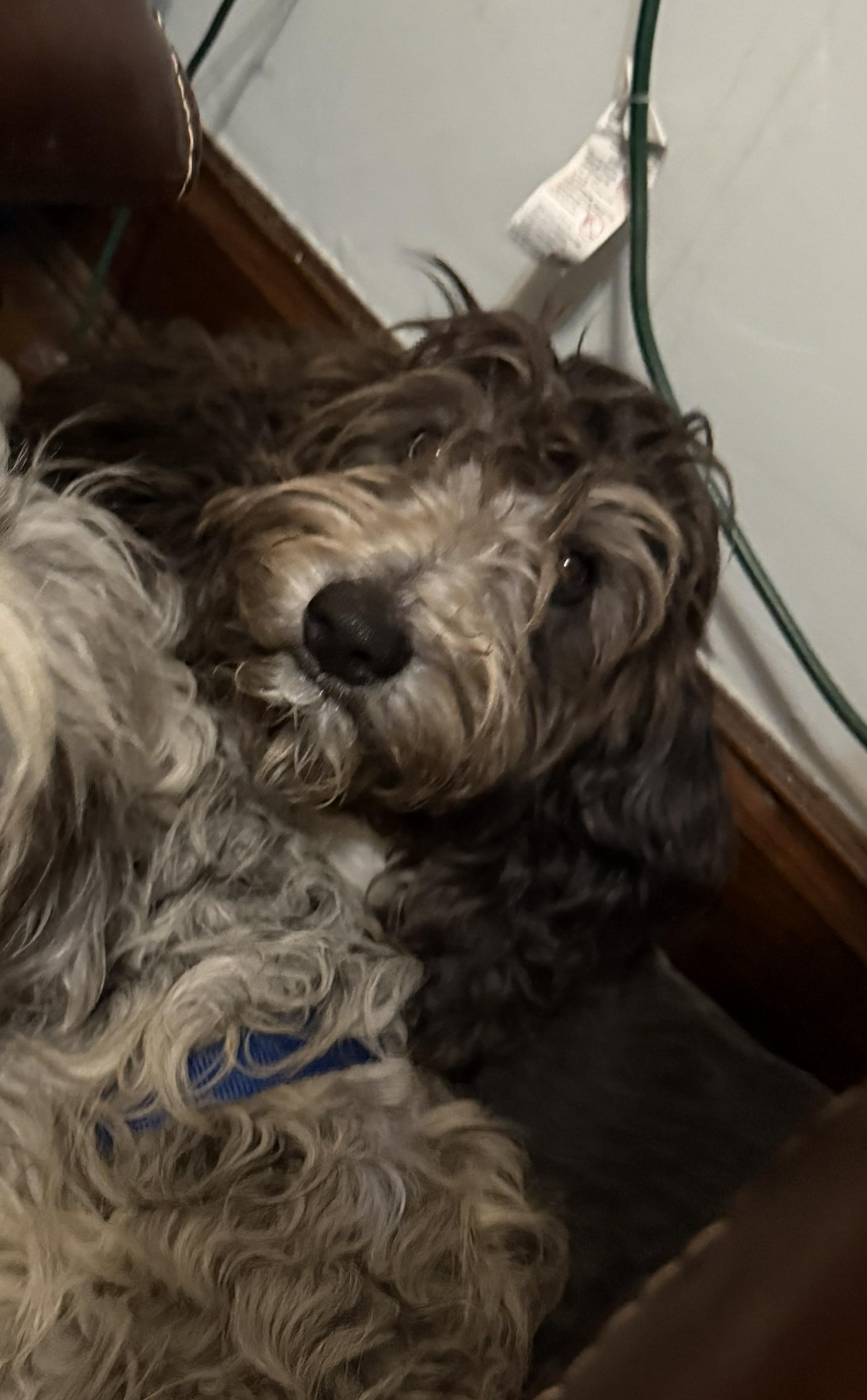 Enlarge Chester, an adopted mixed breed in Falls Church, VA image 2/2