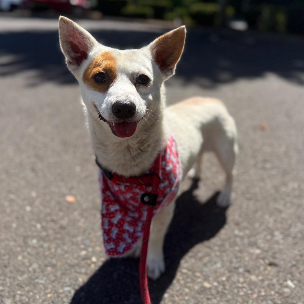 Charlie, a Adoptable Terrier in Newberg, OR image 1/6