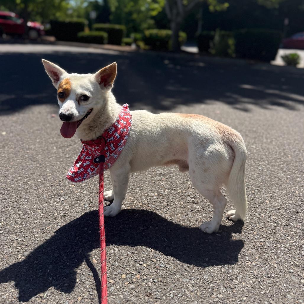 Charlie, a Adoptable Terrier in Newberg, OR image 2/6
