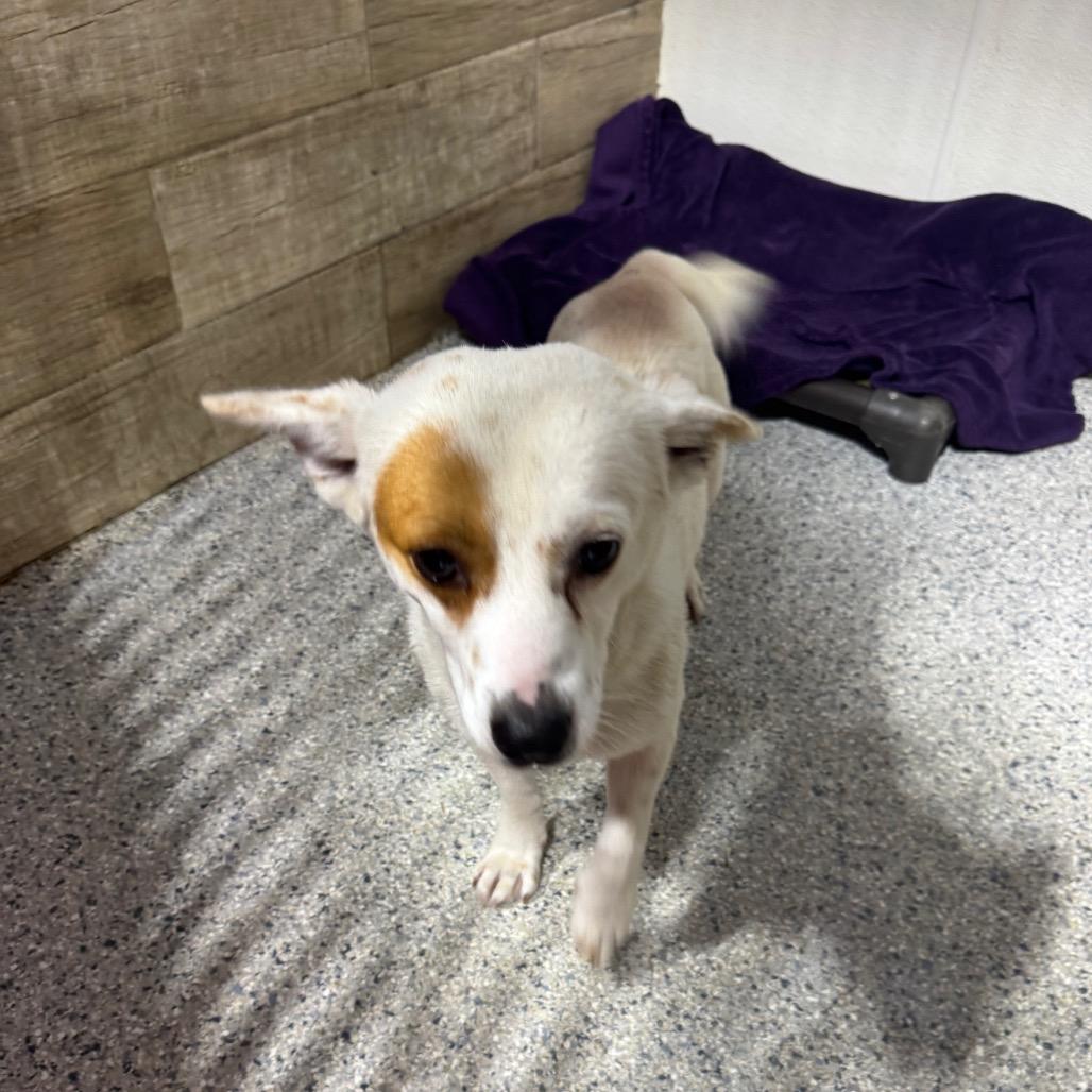 Charlie, a Adoptable Terrier in Newberg, OR image 3/6