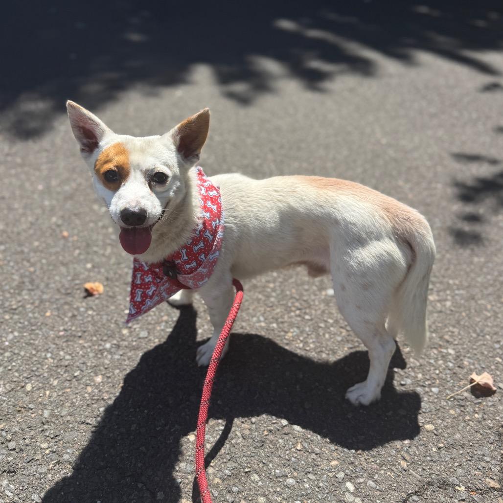 Charlie, a Adoptable Terrier in Newberg, OR image 4/6
