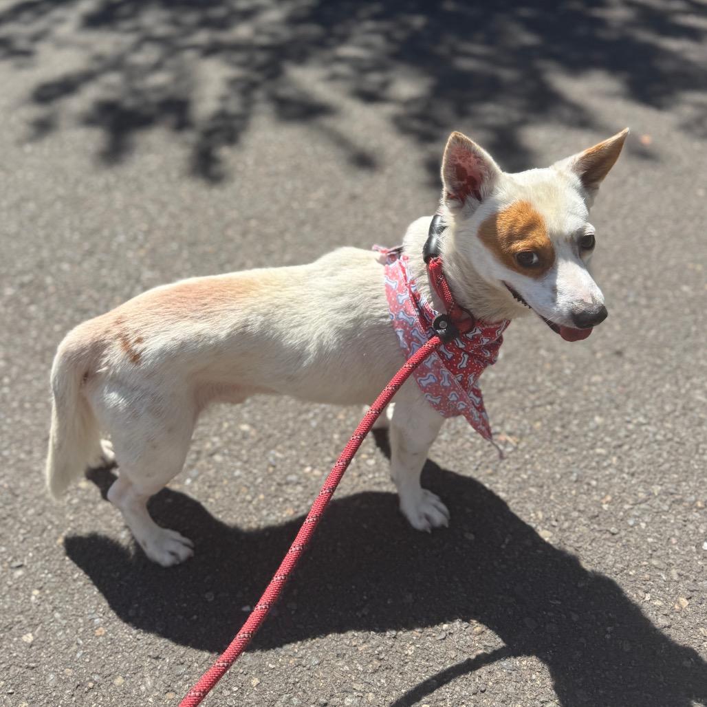 Charlie, a Adoptable Terrier in Newberg, OR image 5/6