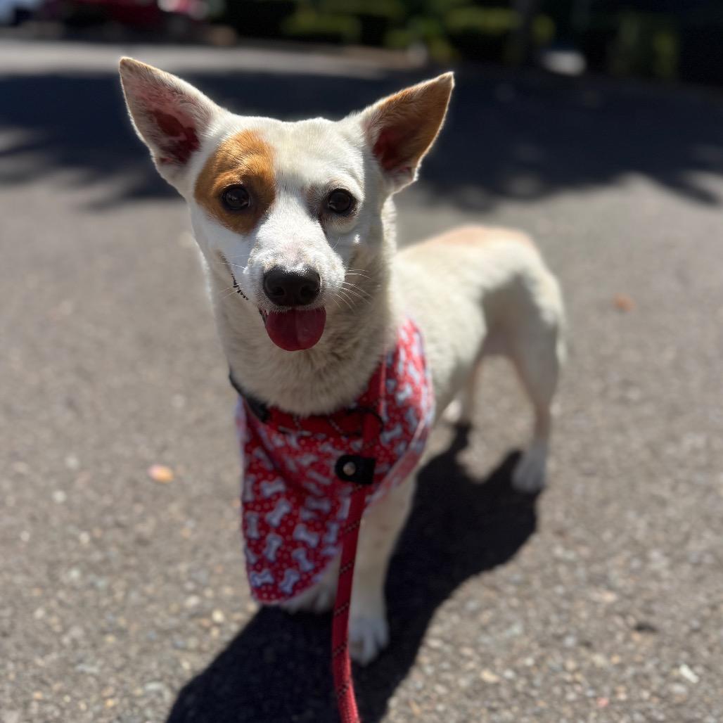 Charlie, a Adoptable Terrier in Newberg, OR image 6/6